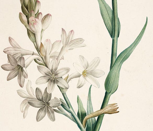 Tuberose