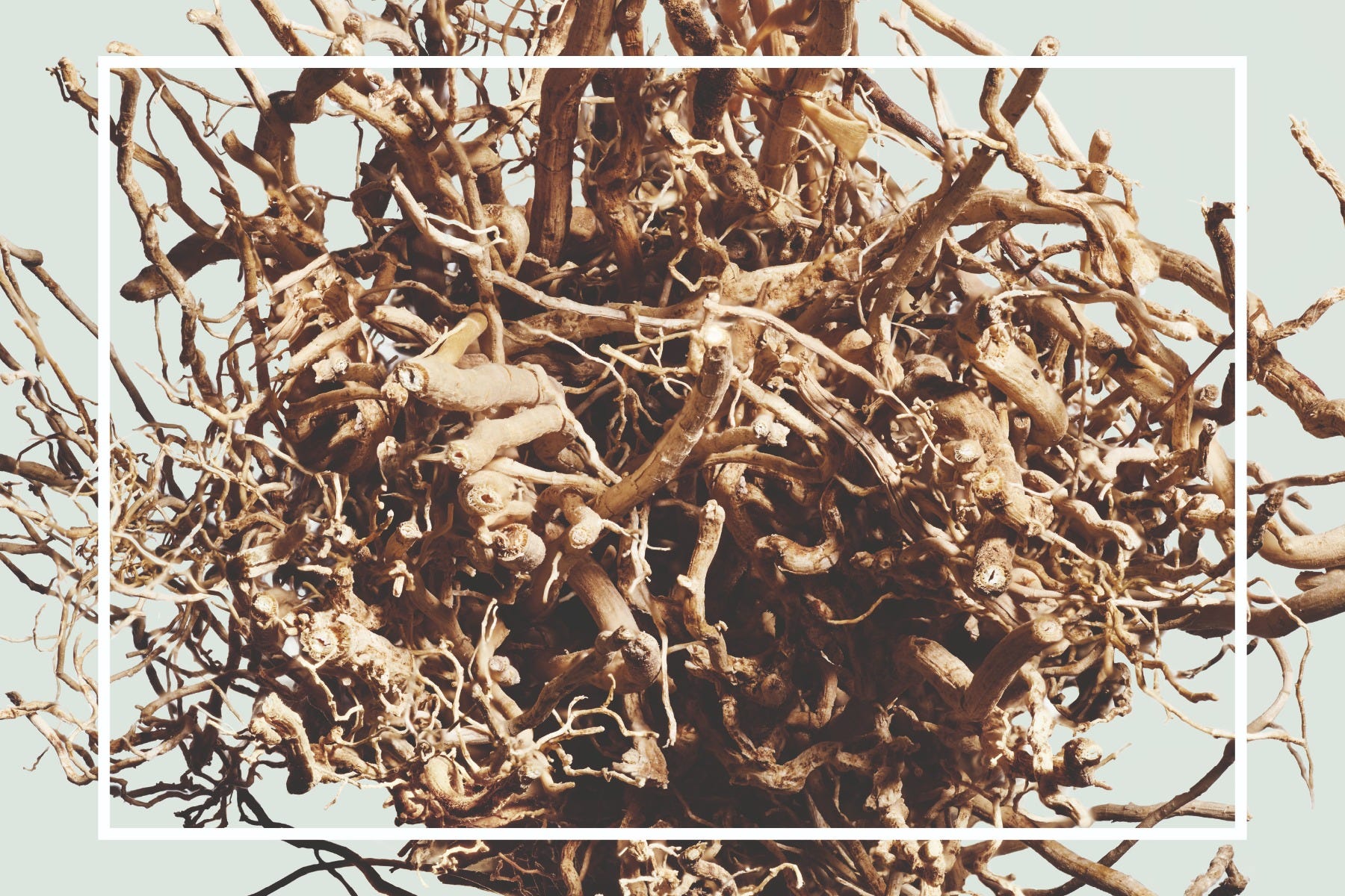 vetiver